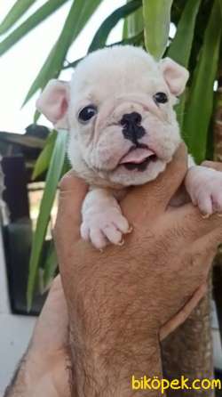 Irk Garantili İngiliz Bulldog Yavrular 2