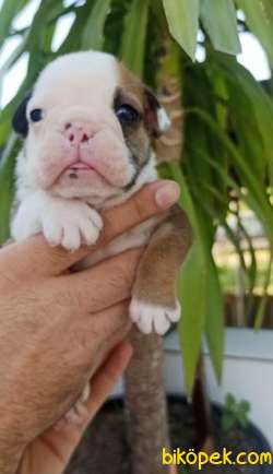 Irk Garantili İngiliz Bulldog Yavrular 3