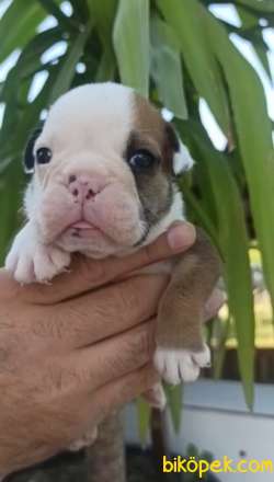 Irk Garantili İngiliz Bulldog Yavrular 1
