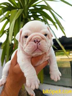 IRK GARANTİLİ İNGİLİZ BULLDOG YAVRULAR 2