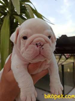 IRK GARANTİLİ İNGİLİZ BULLDOG YAVRULAR 1