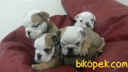 Irk Garantili Ingiliz Bulldog Yavrularımız 2