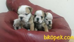 Irk Garantili Ingiliz Bulldog Yavrularımız 3