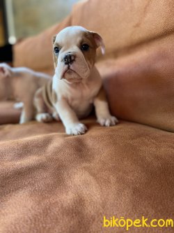 IRK GARANTİLİ İNGİLİZ BULLDOG YAVRULARIMIZ 4