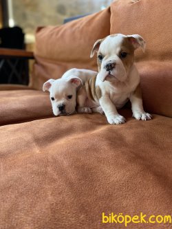 IRK GARANTİLİ İNGİLİZ BULLDOG YAVRULARIMIZ 2