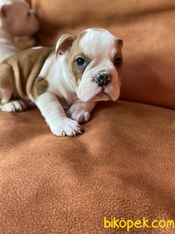 IRK GARANTİLİ İNGİLİZ BULLDOG YAVRULARIMIZ 3