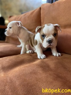 IRK GARANTİLİ İNGİLİZ BULLDOG YAVRULARIMIZ 1