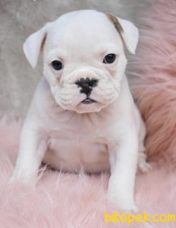 IRK GARANTİLİ İNGİLİZ BULLDOG YAVRULARIMIZ 2