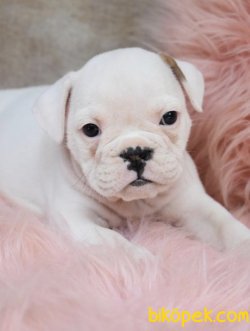 IRK GARANTİLİ İNGİLİZ BULLDOG YAVRULARIMIZ 1
