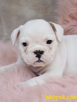 IRK GARANTİLİ İNGİLİZ BULLDOG YAVRULARIMIZ 3