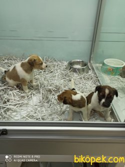 IRK GARANTİLİ JACK RUSSELL 3