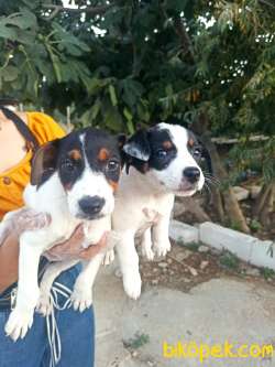 Irk Garantili Jack Russell Yavrular 2