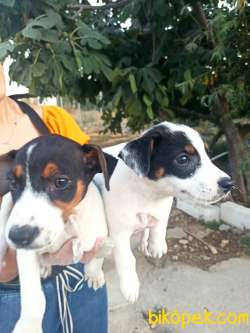 Irk Garantili Jack Russell Yavrular 3