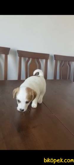Irk Garantili Jack Russell Yavrular 2