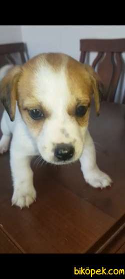 Irk Garantili Jack Russell Yavrular 1