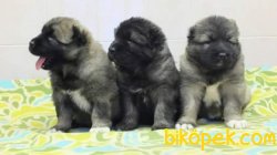 Irk Garantili Kafkas Coban Köpegi 1