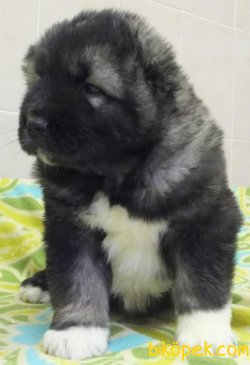 Irk Garantili Kafkas Coban Köpegi 3