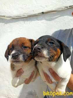 Irk Garantili Kısa Bacak Jack Russell Yavrular 4