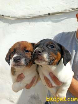 Irk Garantili Kısa Bacak Jack Russell Yavrular 3