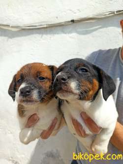 Irk Garantili Kısa Bacak Jack Russell Yavrular 2