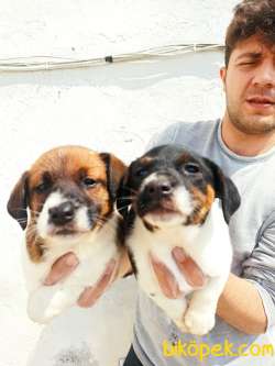 Irk Garantili Kısa Bacak Jack Russell Yavrular 1