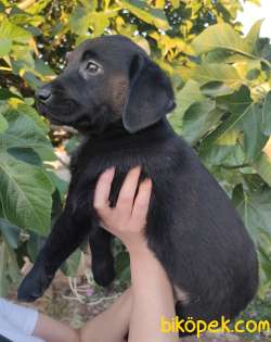 Irk Garantili Labrador Retriever Yavrular 2