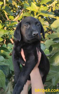 Irk Garantili Labrador Retriever Yavrular 3