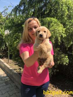 Irk Garantili Labrador Retriever Yavrularımız 4