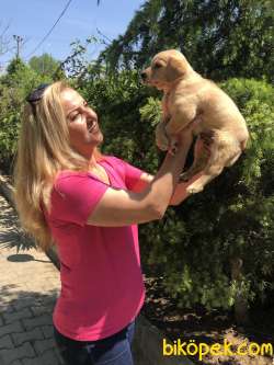 Irk Garantili Labrador Retriever Yavrularımız 5
