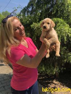 Irk Garantili Labrador Retriever Yavrularımız 3