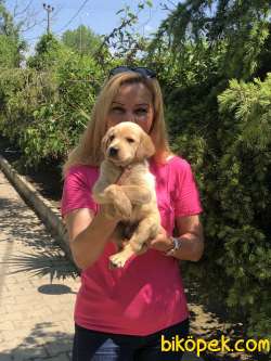 Irk Garantili Labrador Retriever Yavrularımız 1