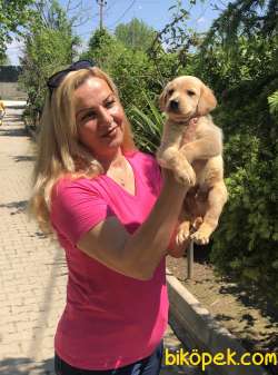 Irk Garantili Labrador Retriever Yavrularımız 2