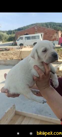 Irk  Garantili Labrador Yavrular 3