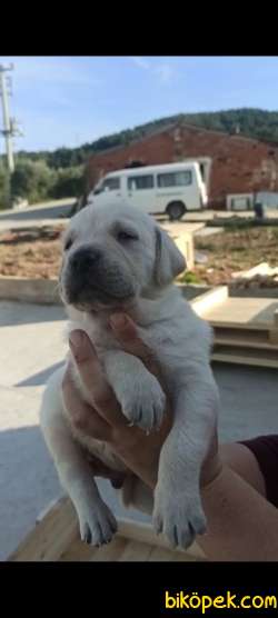 Irk  Garantili Labrador Yavrular 4