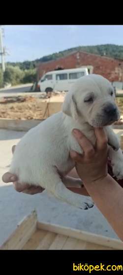 Irk  Garantili Labrador Yavrular 1