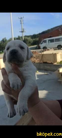 Irk  Garantili Labrador Yavrular 2