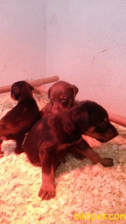 Irk Garantili Doberman Yavrularımız 2