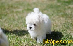 Orjinal Yavru Malltes Terrier Yavrularımız 2