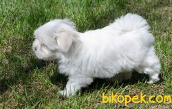 Orjinal Yavru Malltes Terrier Yavrularımız 3