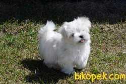 Orjinal Yavru Malltes Terrier Yavrularımız 1
