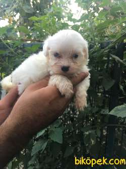 Irk Garantili Maltese-Malta Terrier Yavrular 1