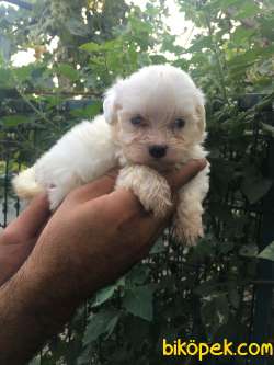 Irk Garantili Maltese-Malta Terrier Yavrular 3