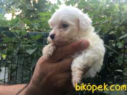 Irk Garantili Maltese-Malta Terrier Yavrular 2