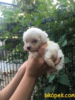 Irk Garantili Maltese Terrier Yavrular 1