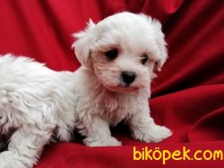 Irk Garantili Maltese Terrier Yavruları 5