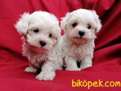 Irk Garantili Maltese Terrier Yavruları 1