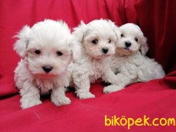Irk Garantili Maltese Terrier Yavruları 3