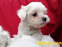 Irk Garantili Maltese Terrier Yavruları 2