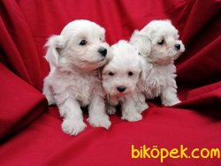 Irk Garantili Maltese Terrier Yavruları 5