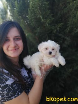 Irk Garantili Maltese Yavrularımız 1